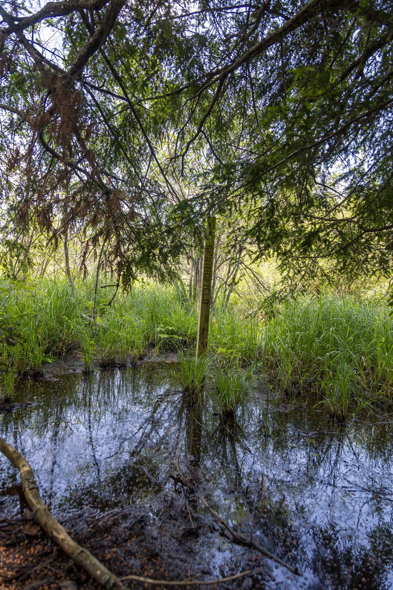 An engraved, ~8 ft tall 4x4 timber post, upon which "Springfield" is visible.  It is located in the middle of a swampy grassland.